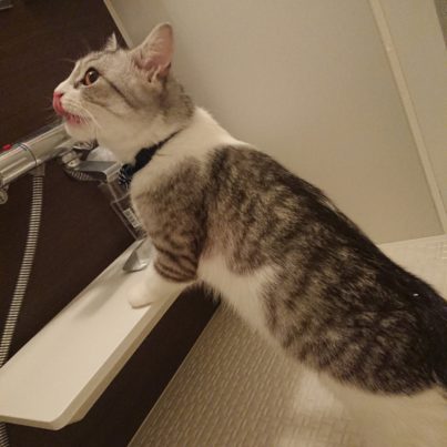 お風呂場で水を飲む猫